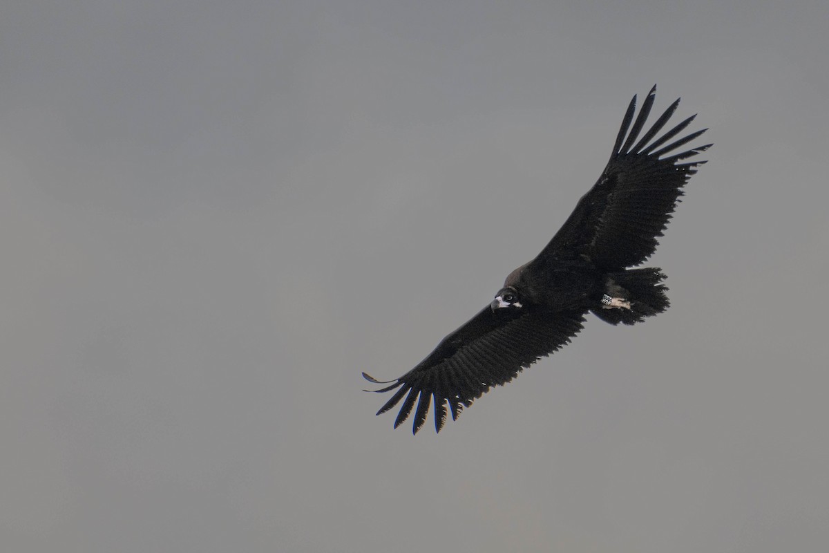 Sai beltza - ML645609789