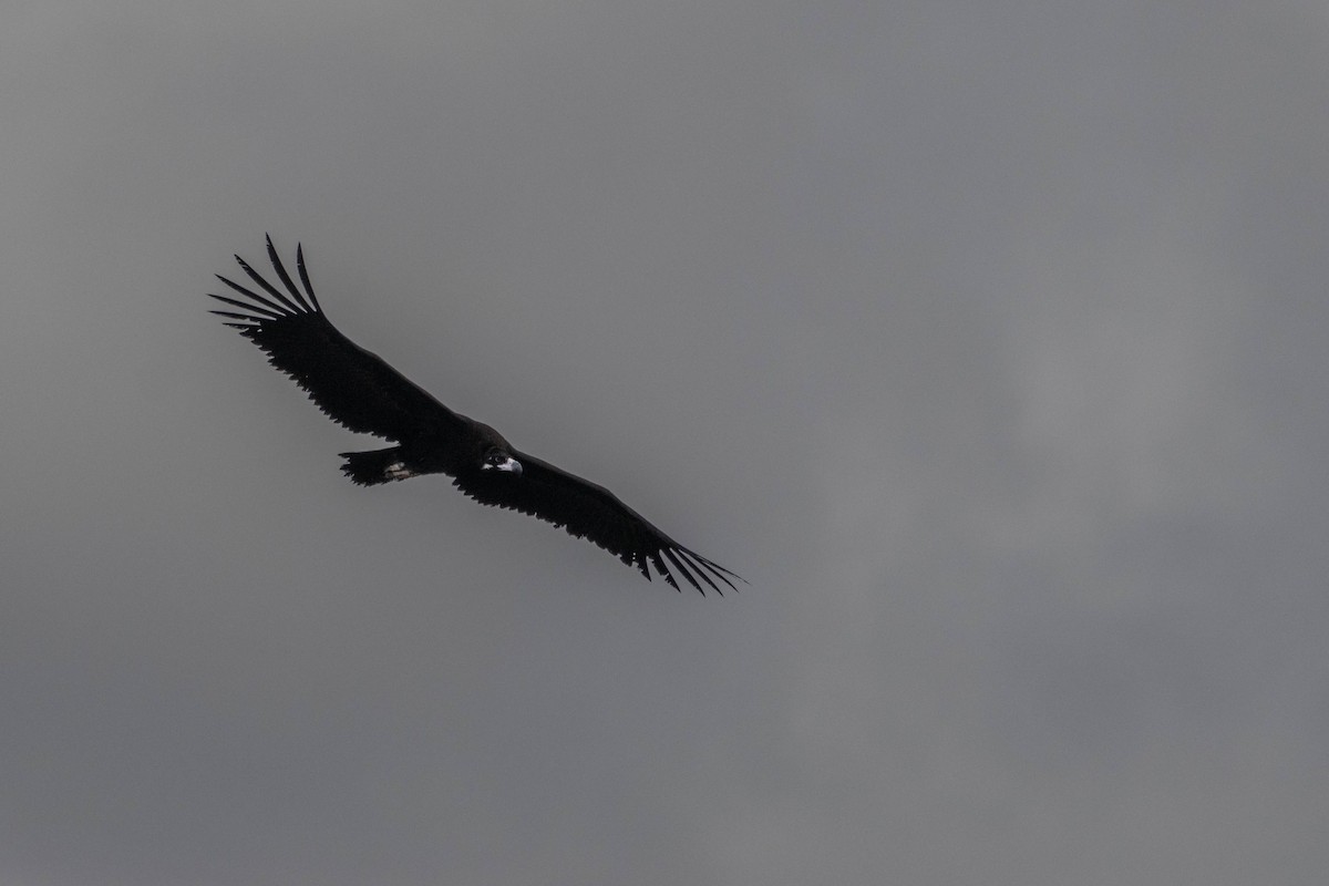 Sai beltza - ML645609790