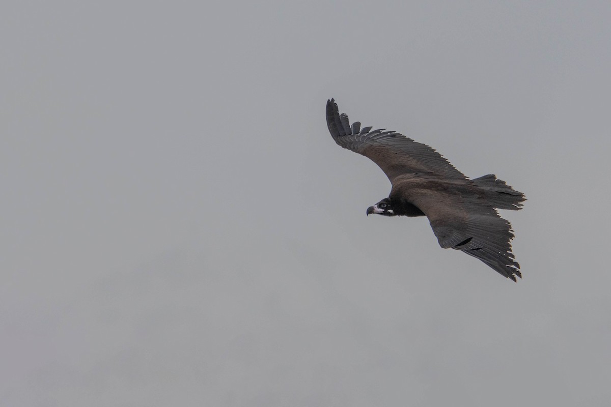 Sai beltza - ML645609791