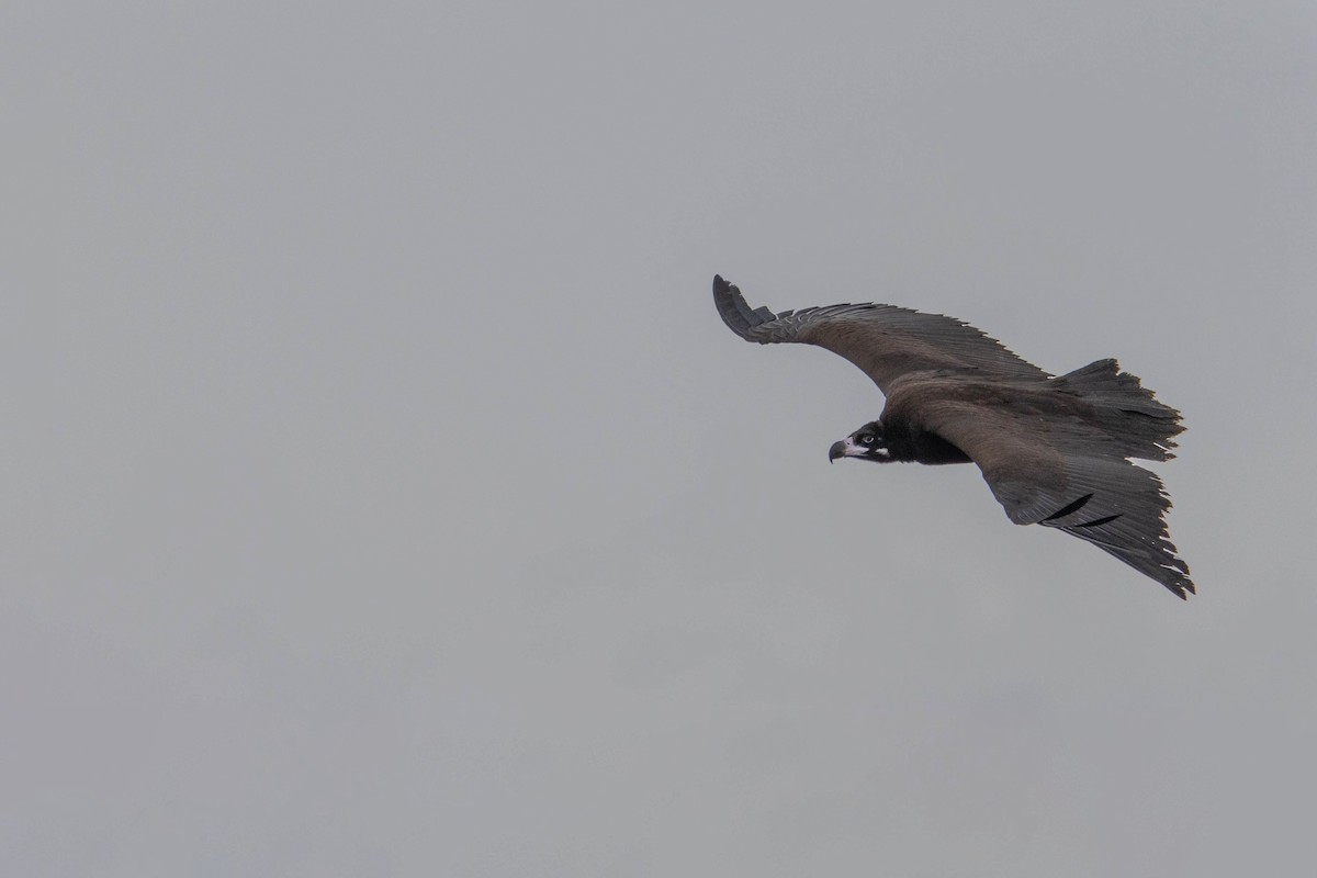 Sai beltza - ML645609793