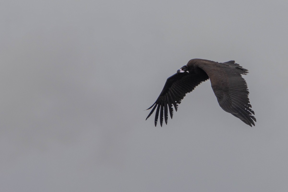 Sai beltza - ML645609795