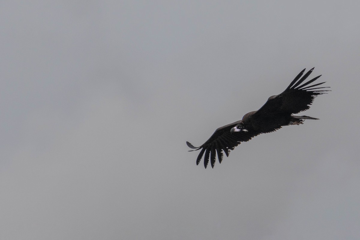 Sai beltza - ML645609796