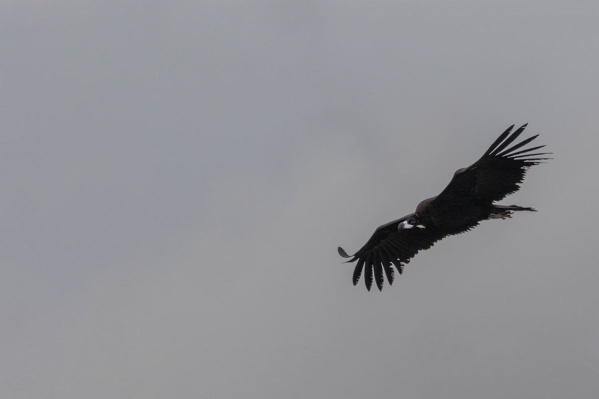 Sai beltza - ML645609797