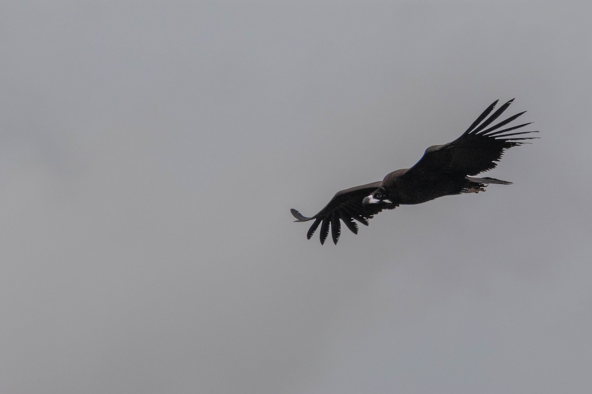 Sai beltza - ML645609798