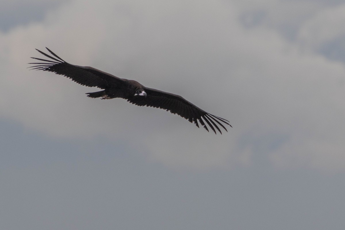 Sai beltza - ML645609799