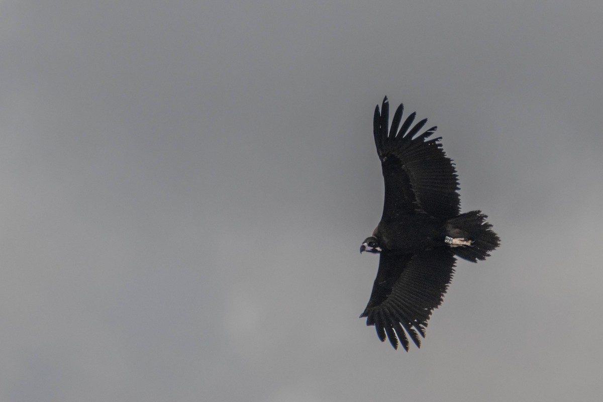 Sai beltza - ML645609801