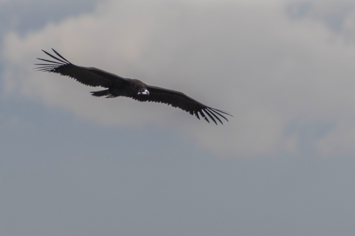 Sai beltza - ML645609802