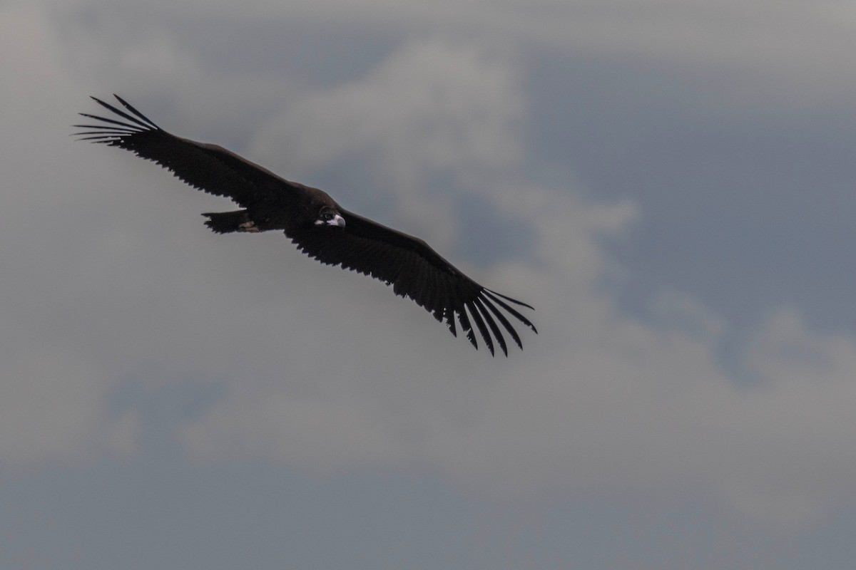 Sai beltza - ML645609803