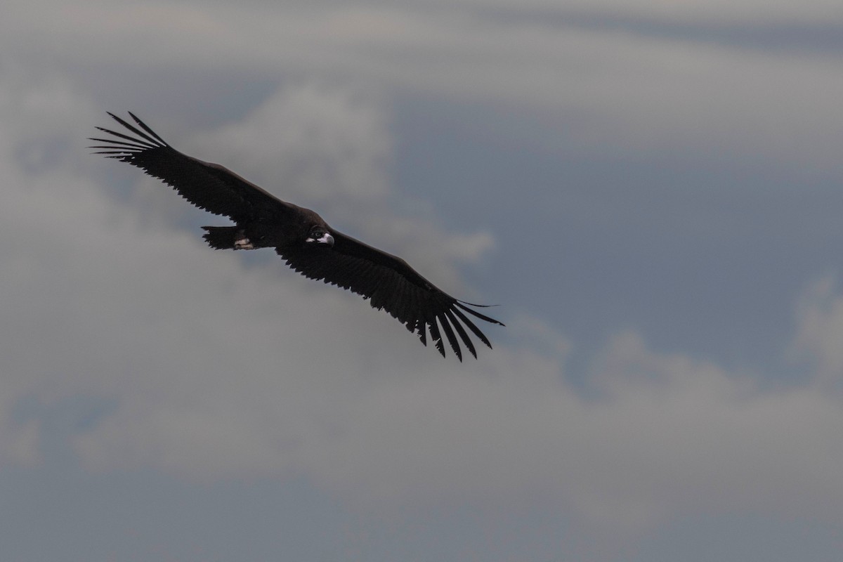 Sai beltza - ML645609804