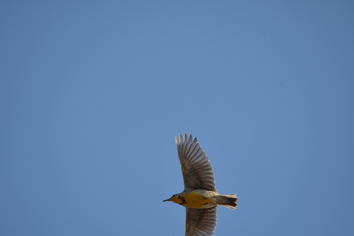 Western Meadowlark - ML645609805