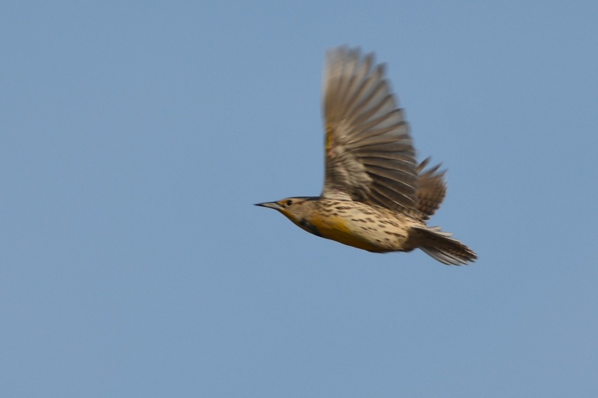 Western Meadowlark - ML645609838