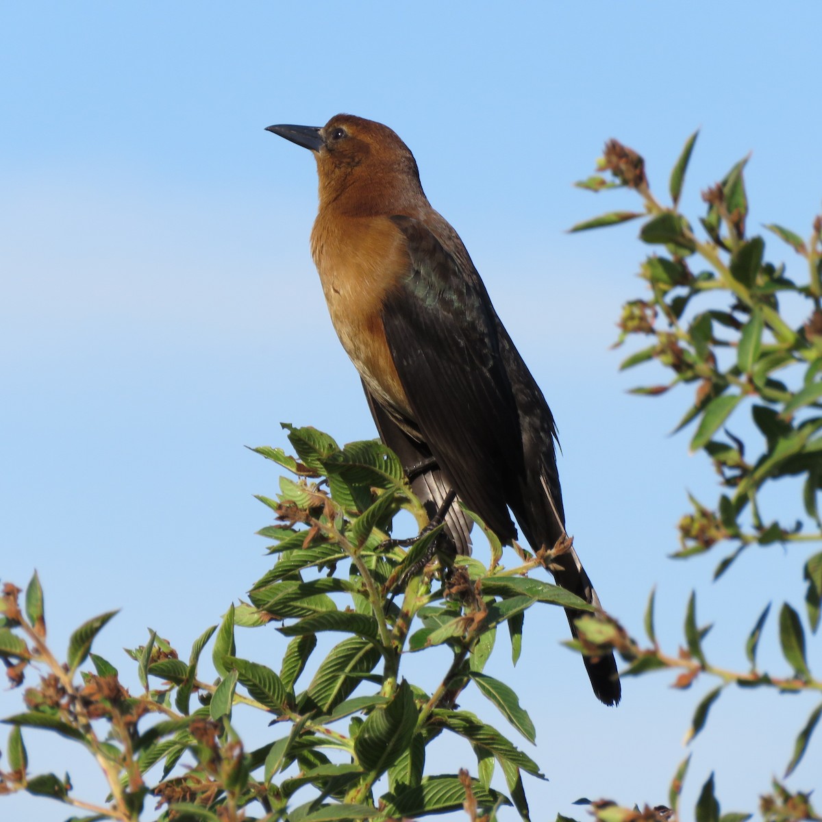 キタオナガクロムクドリモドキ - ML645609847