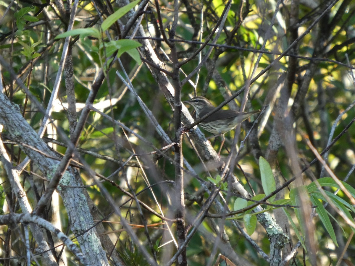 Northern Waterthrush - ML645609874