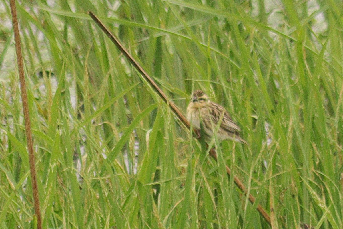 Yellow-crowned Bishop - ML645609876