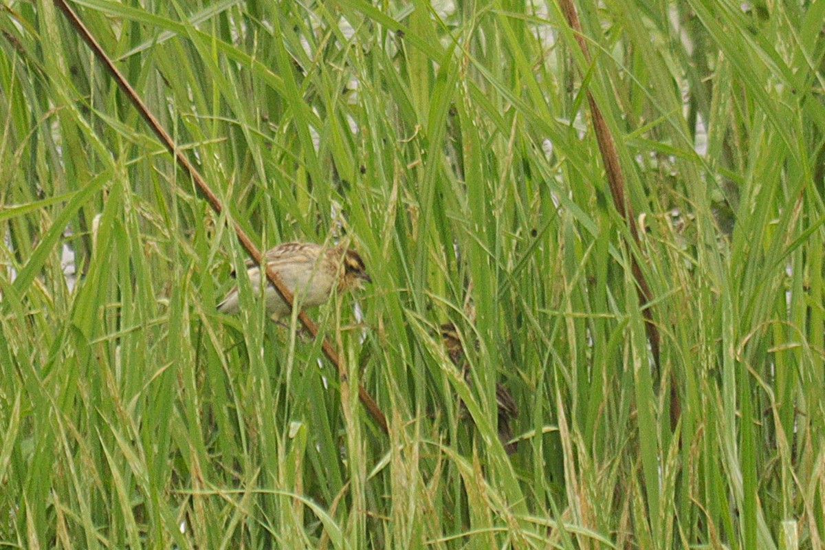 Yellow-crowned Bishop - ML645609877
