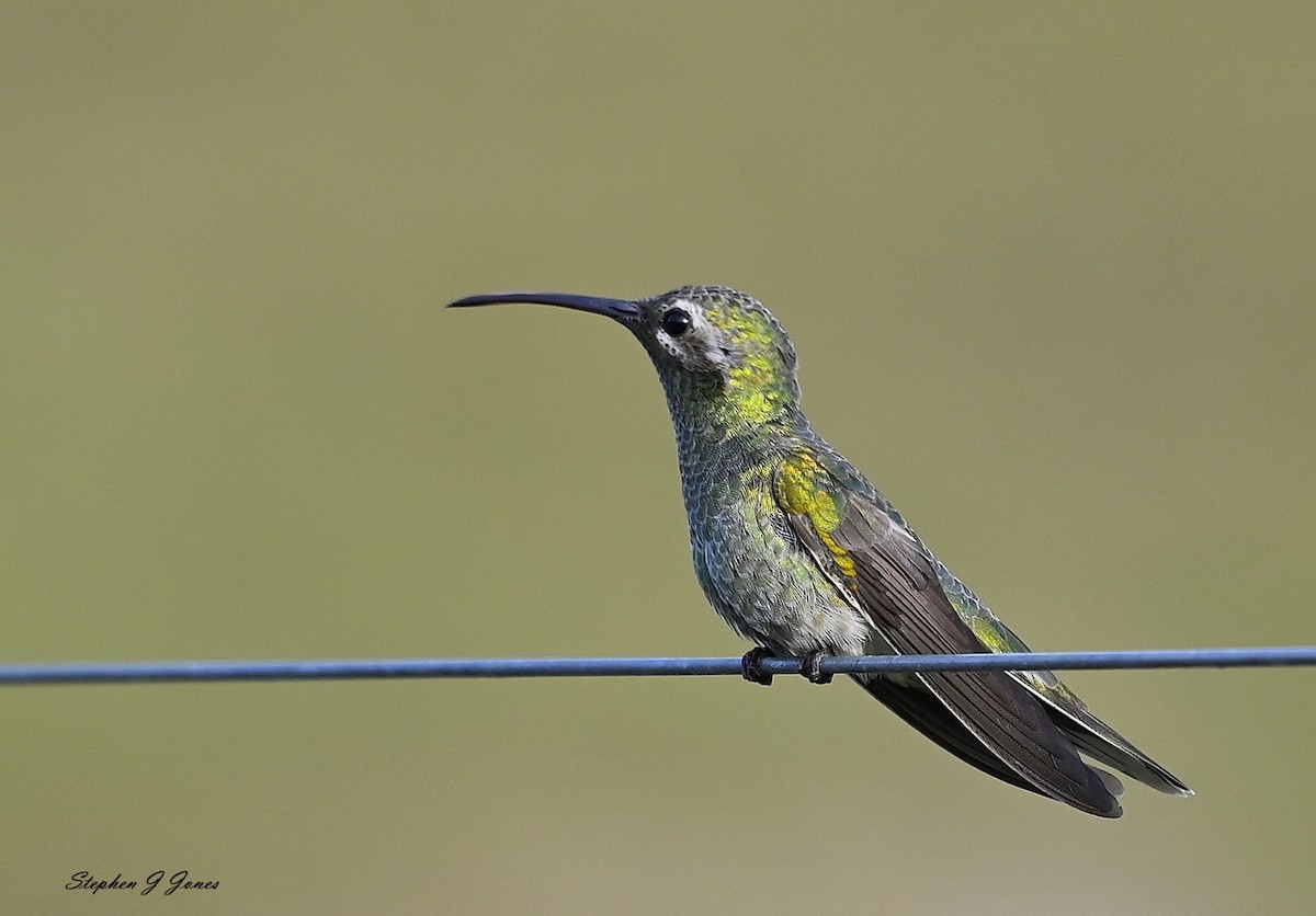 White-tailed Goldenthroat - ML645609879