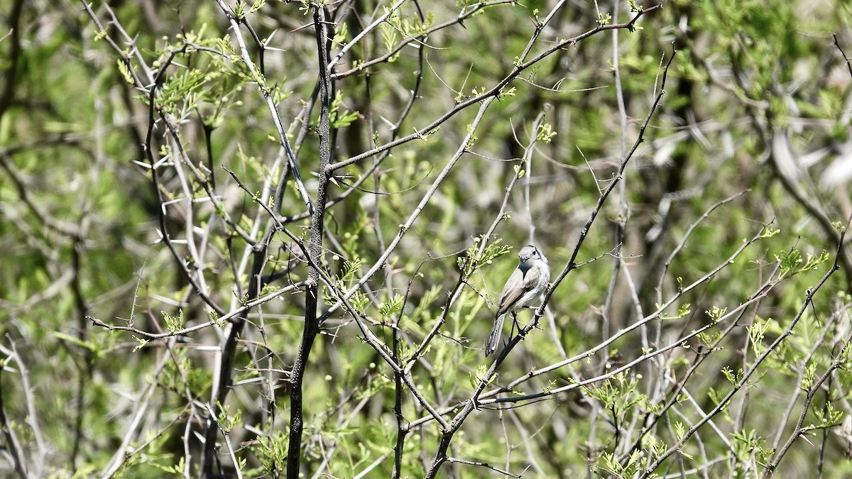 Рара червоновола - ML645609883