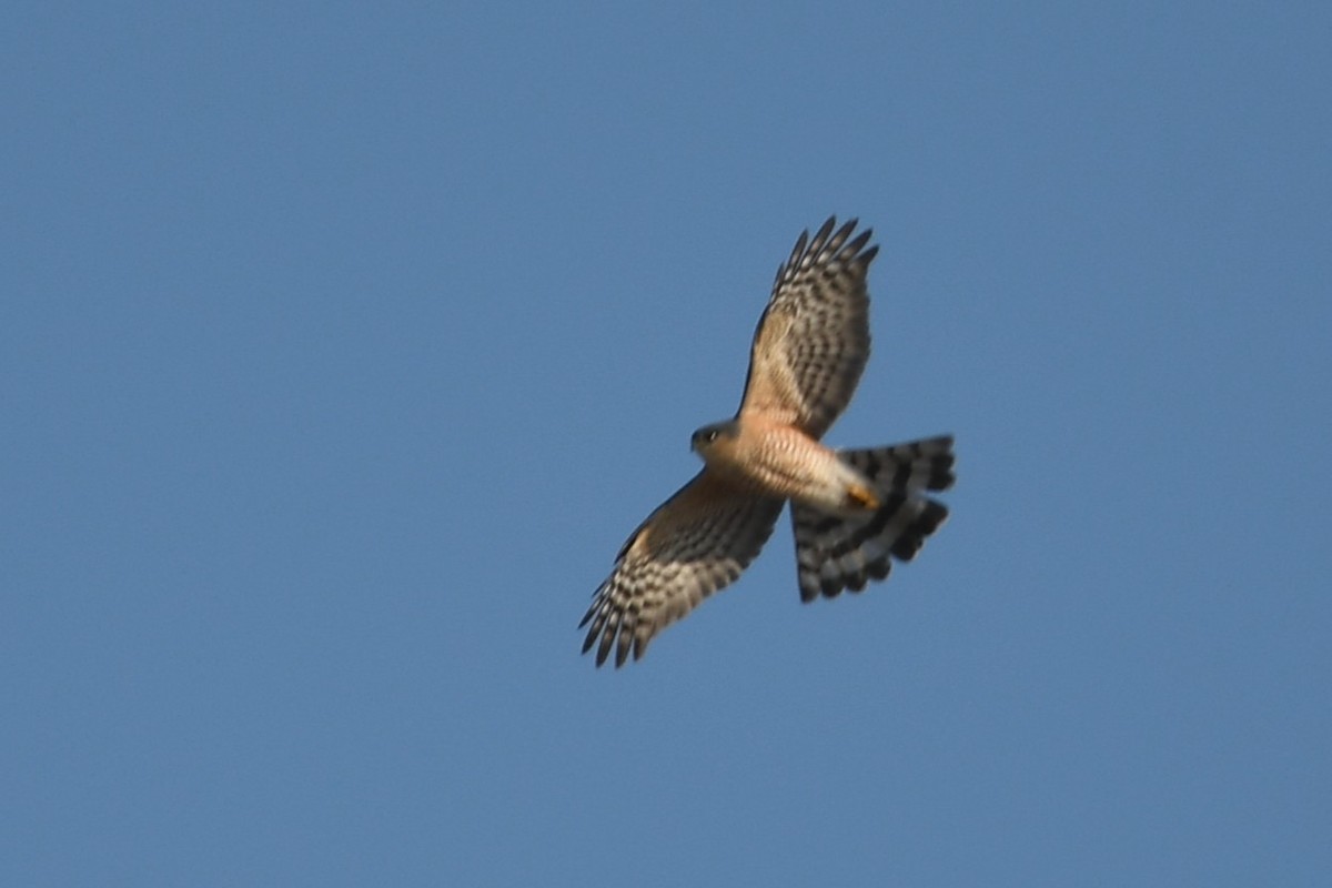Sharp-shinned Hawk - ML645609884
