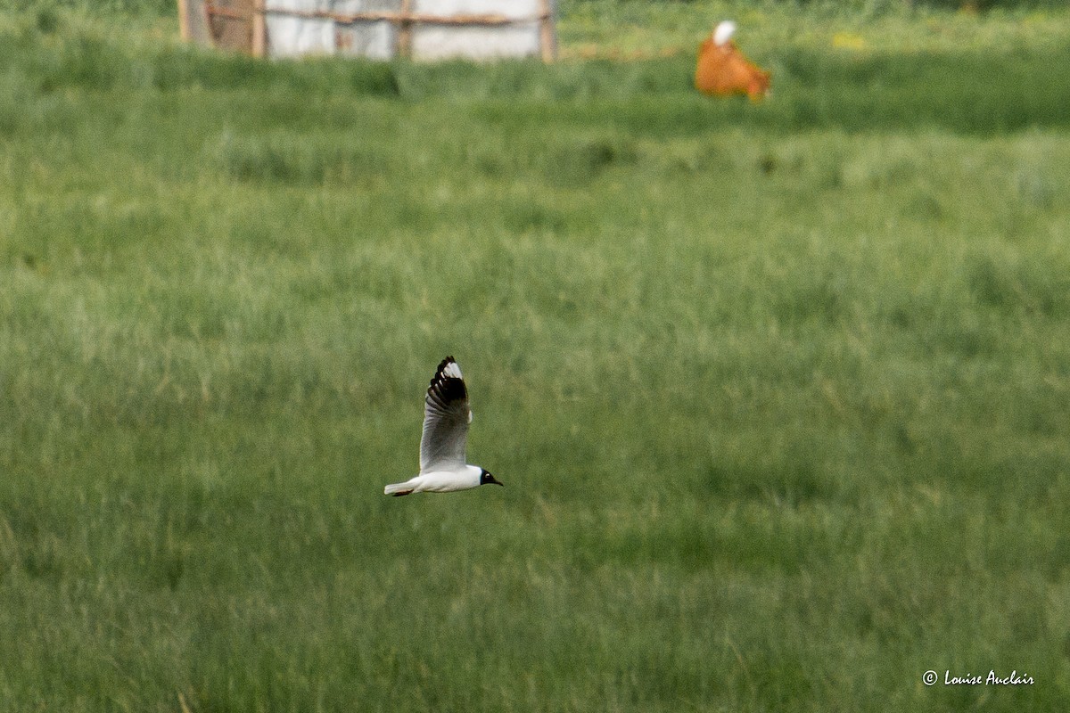 Andean Gull - ML645609886