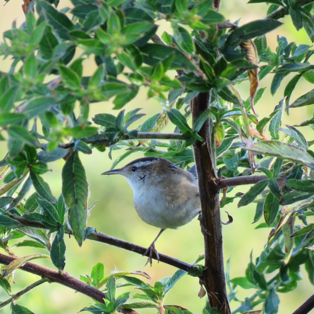 ハシナガヌマミソサザイ - ML645609887