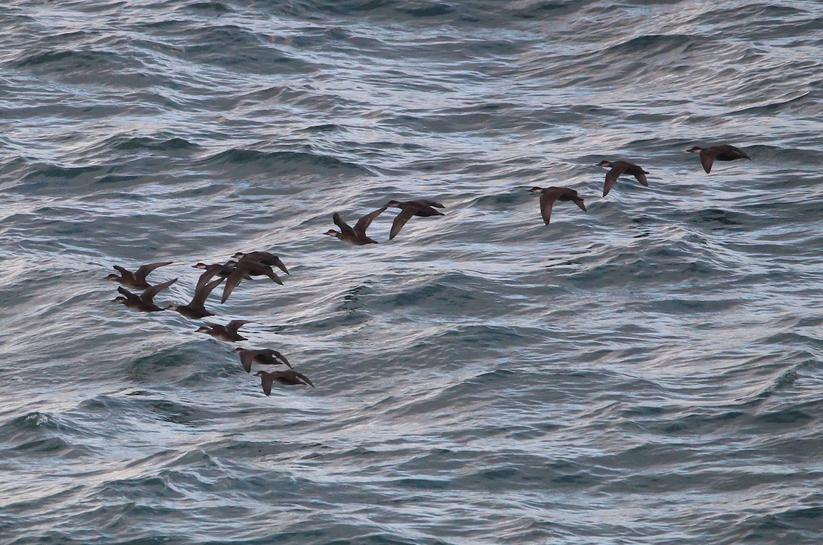 Ahatebeltz eurasiarra - ML645609892