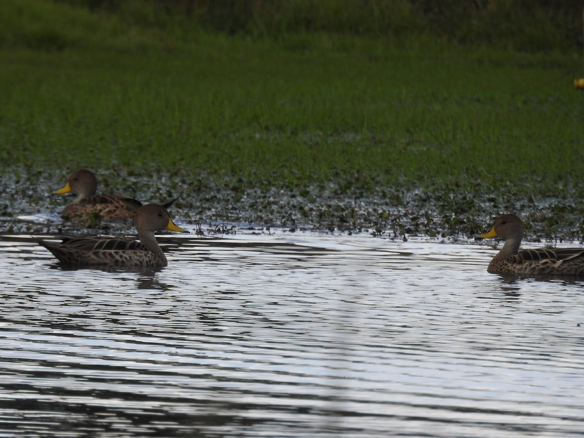 gulnebbstjertand - ML645609893