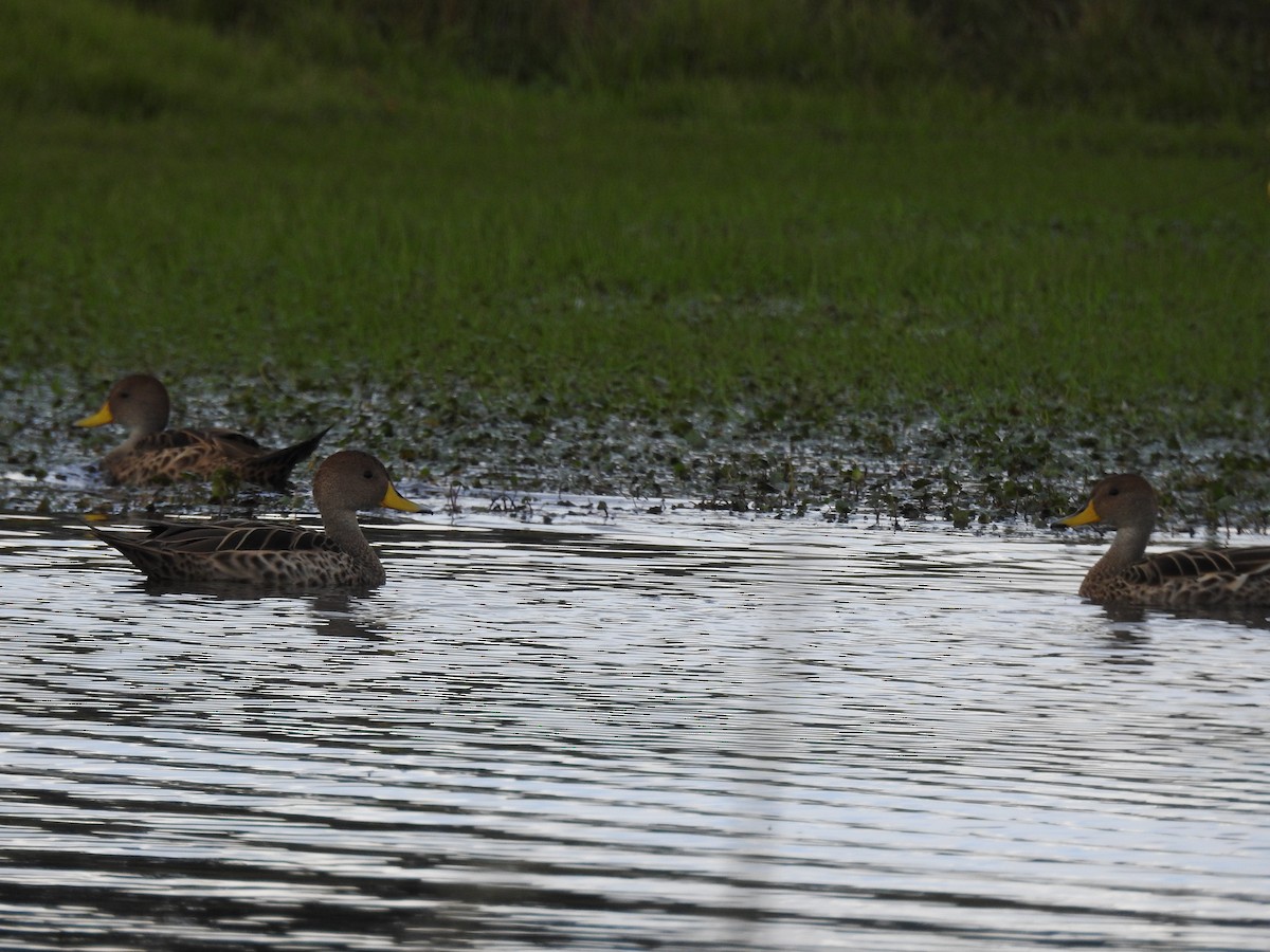 gulnebbstjertand - ML645609894