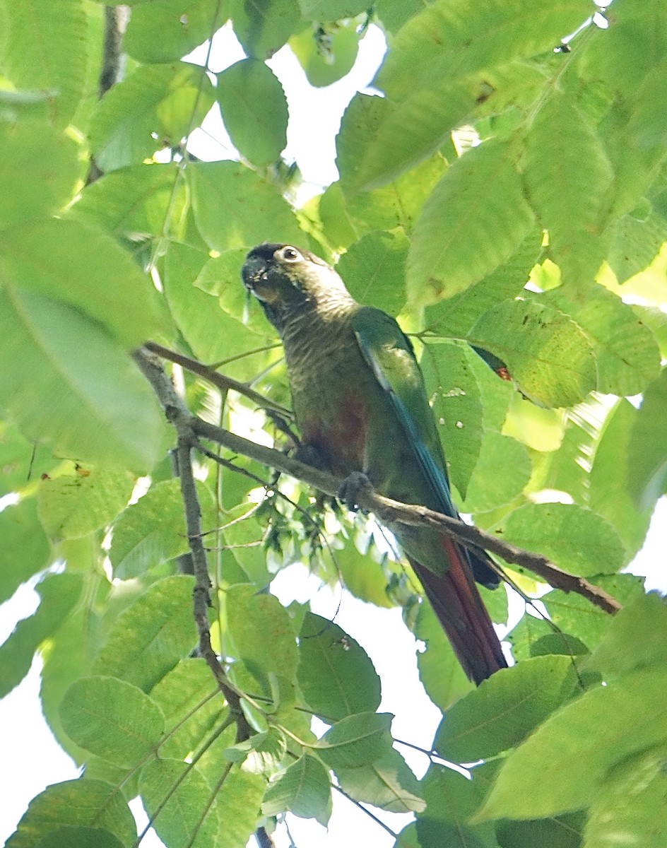 Green-cheeked Parakeet - ML645609895