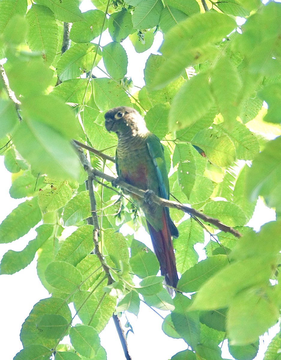 Green-cheeked Parakeet - ML645609896