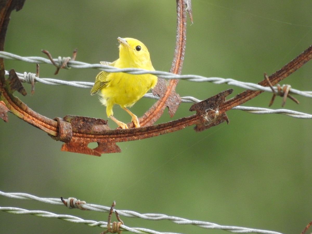 Northern Yellow Warbler - ML645609902