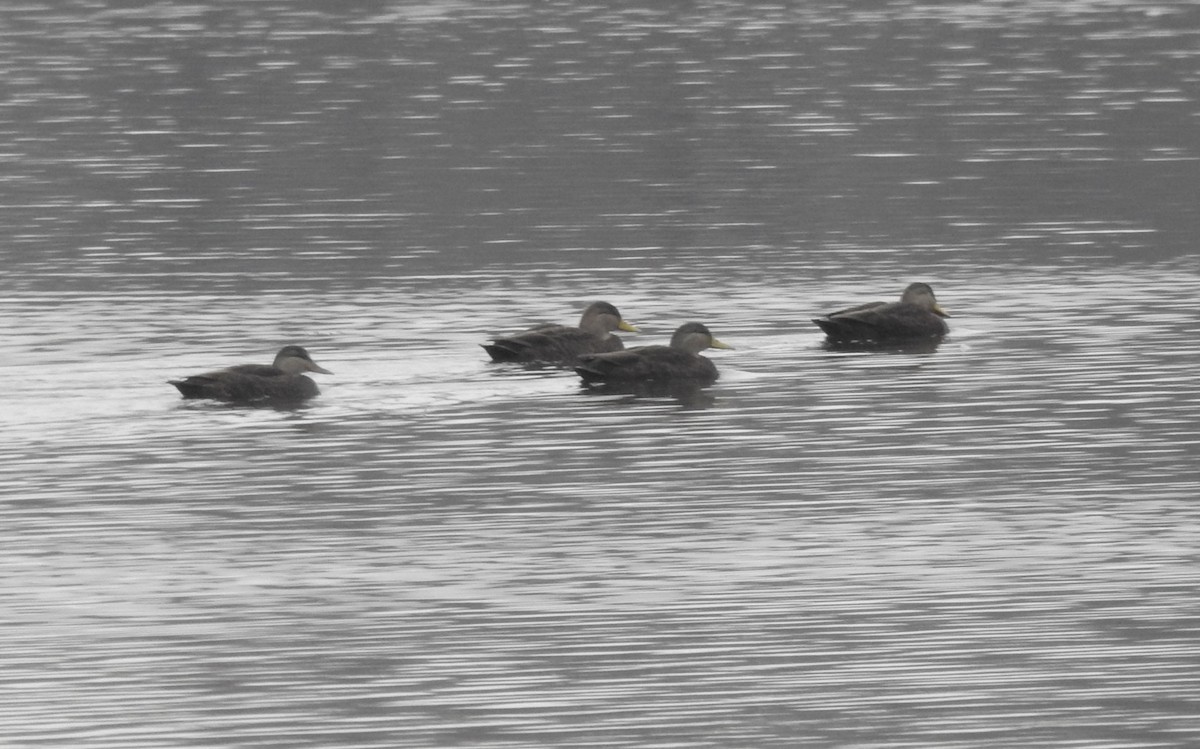 American Black Duck - ML645609904