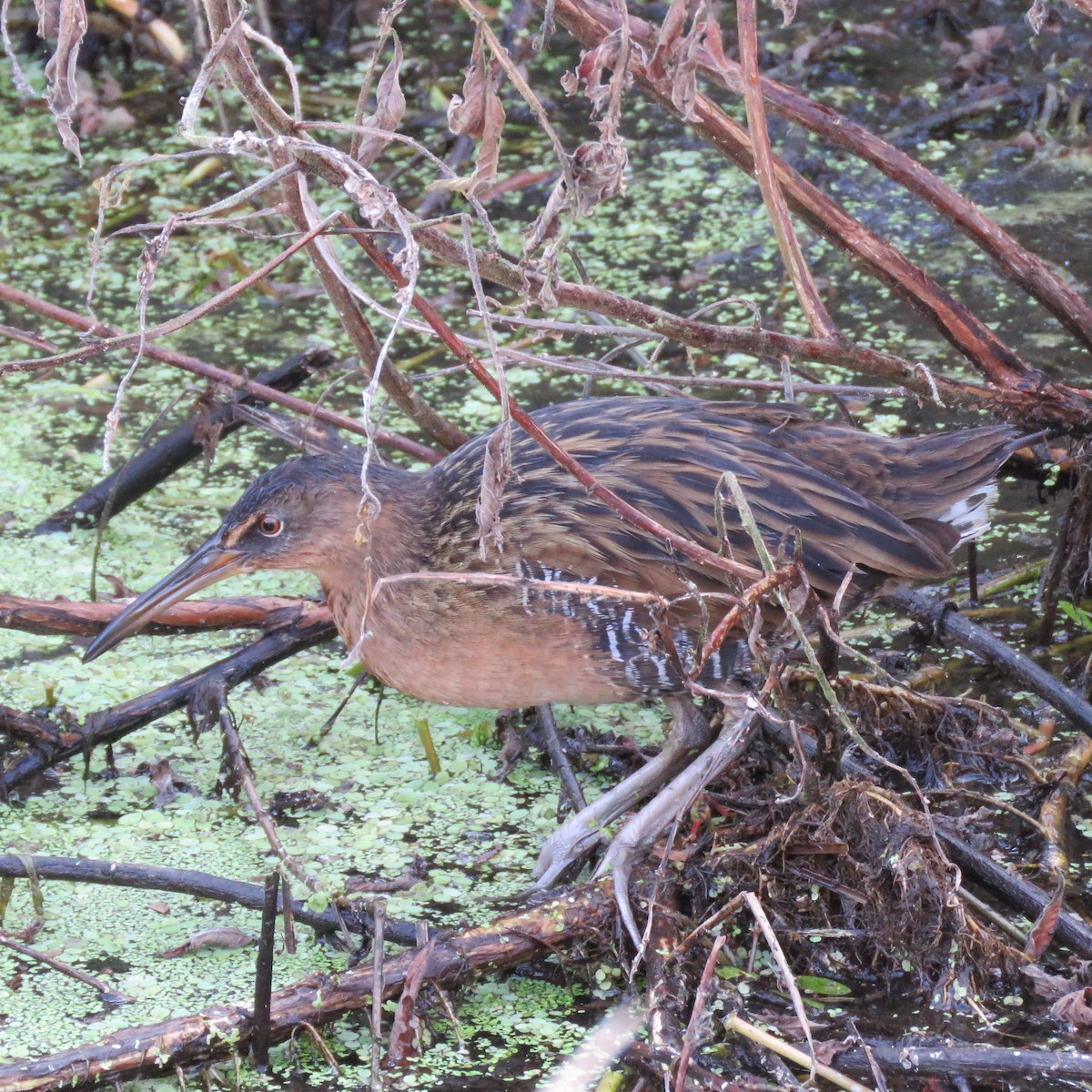 オウサマクイナ - ML645609907