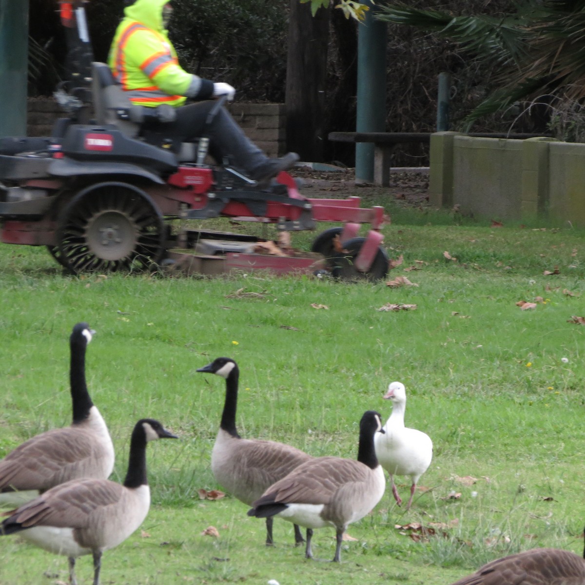 ハクガン - ML645609911