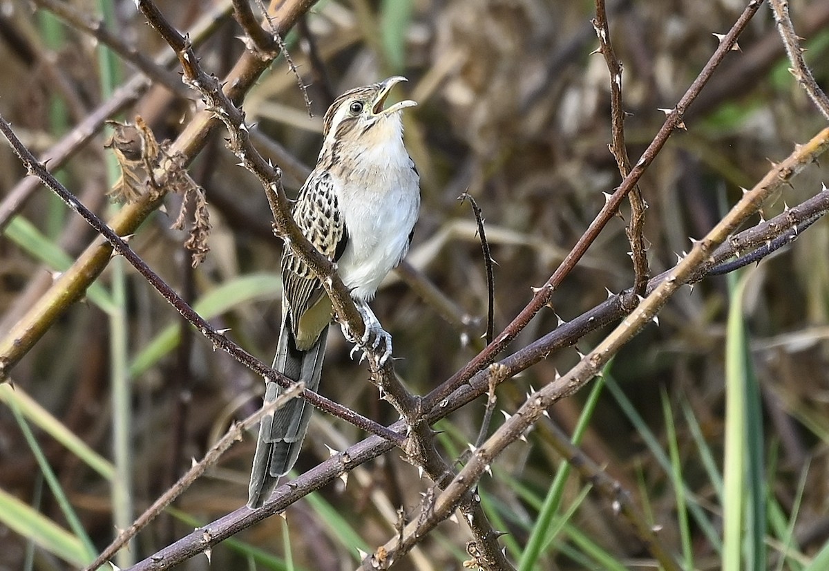 Striped Cuckoo - ML645609915