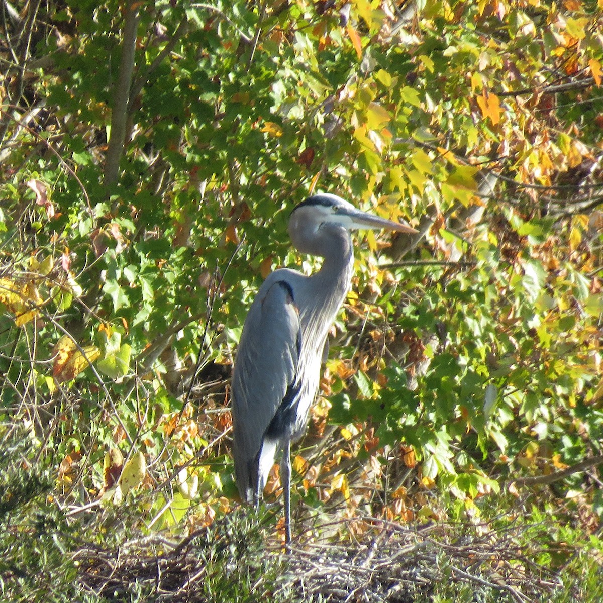 オオアオサギ - ML645609916