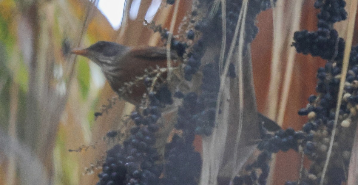 Rufous-backed Robin - ML645609923