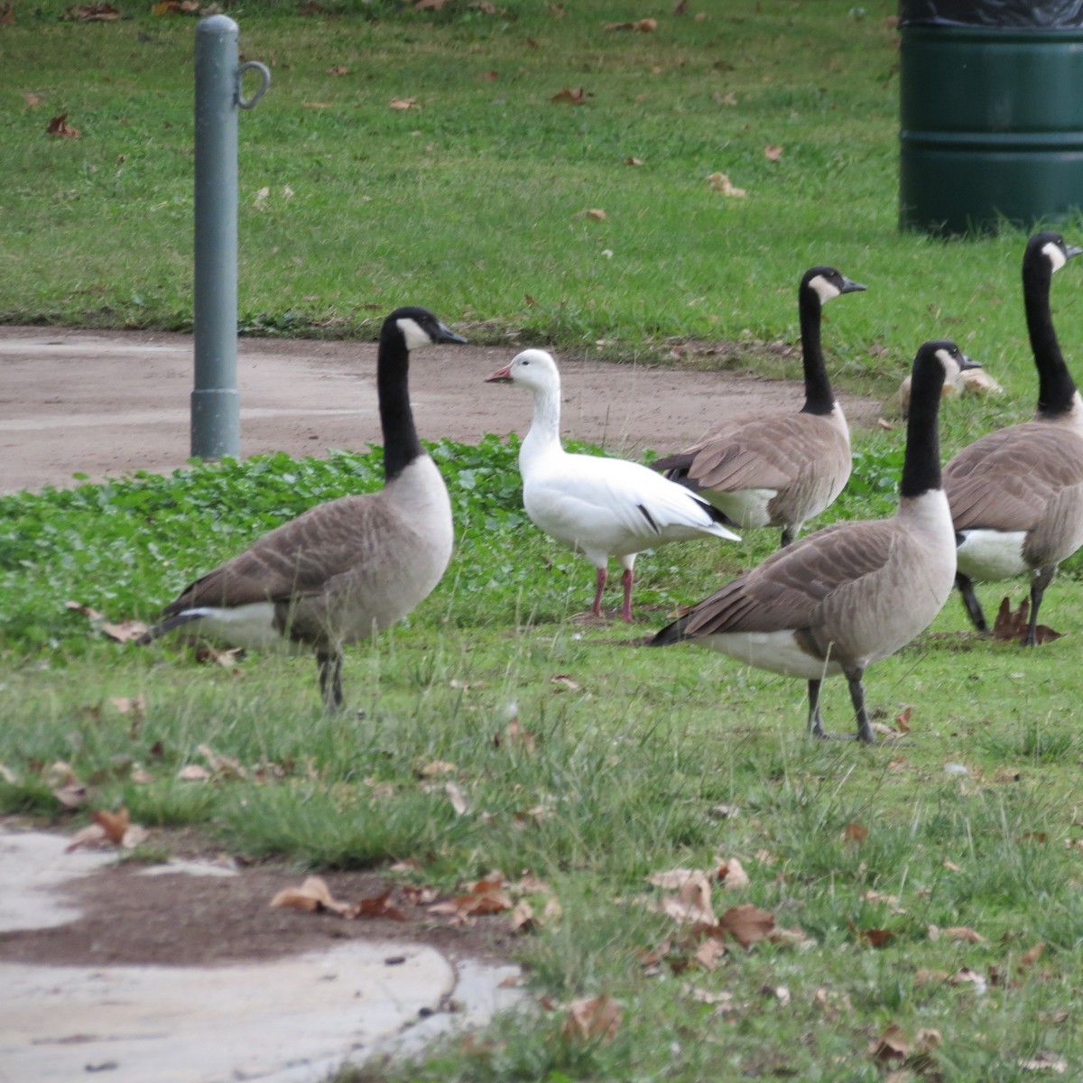 ハクガン - ML645609926