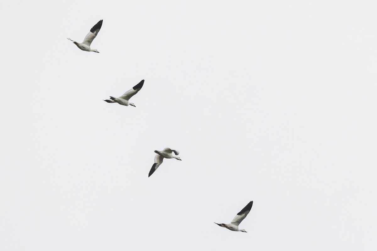 Snow Goose - ML645609929