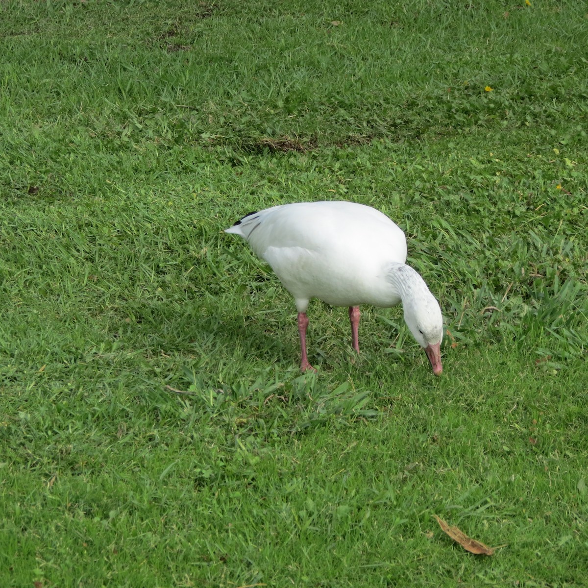 ハクガン - ML645609931