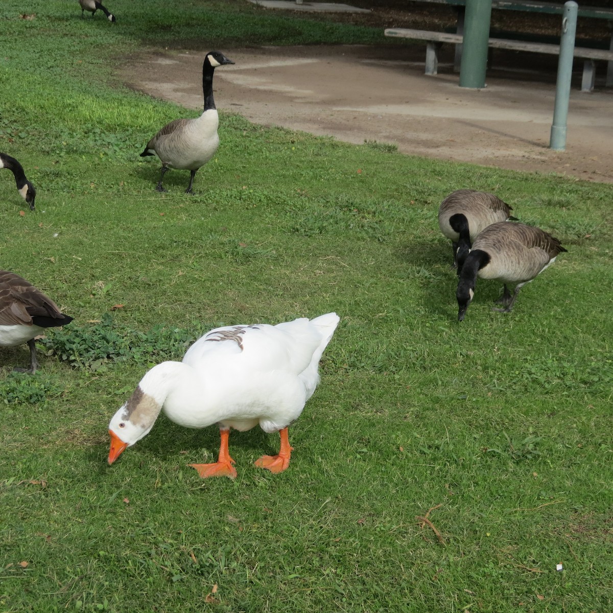 マガン属（家畜） - ML645609945