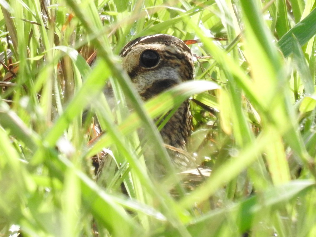 Wilson's Snipe - ML645609947