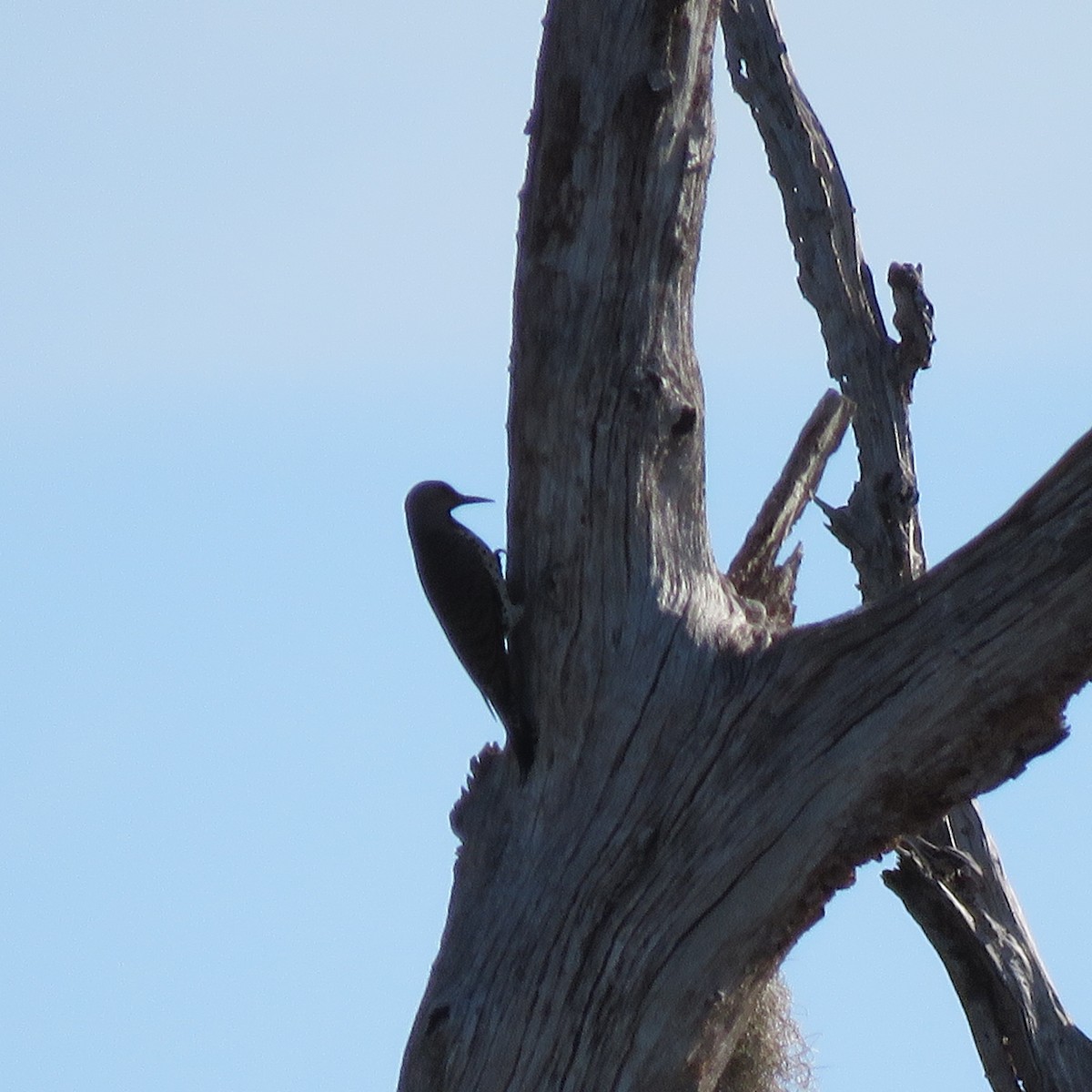 ハシボソキツツキ - ML645609961