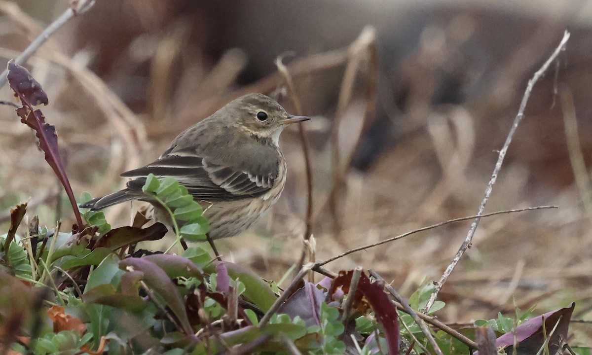 American Pipit - ML645609963