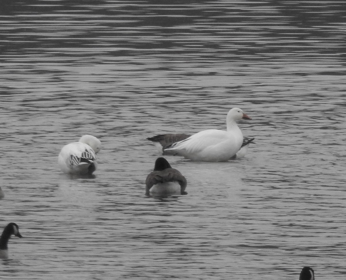 Цасны галуу - ML645609972