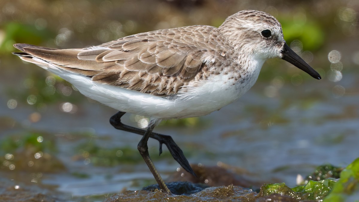 Semipalmated Sandpiper - ML645609994