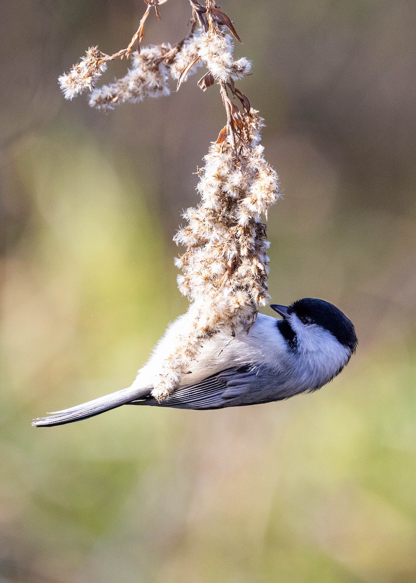 カロライナコガラ - ML645609996