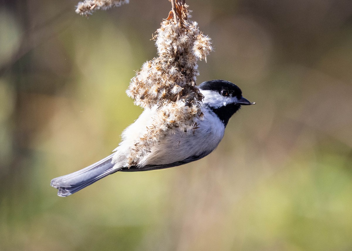 カロライナコガラ - ML645609997