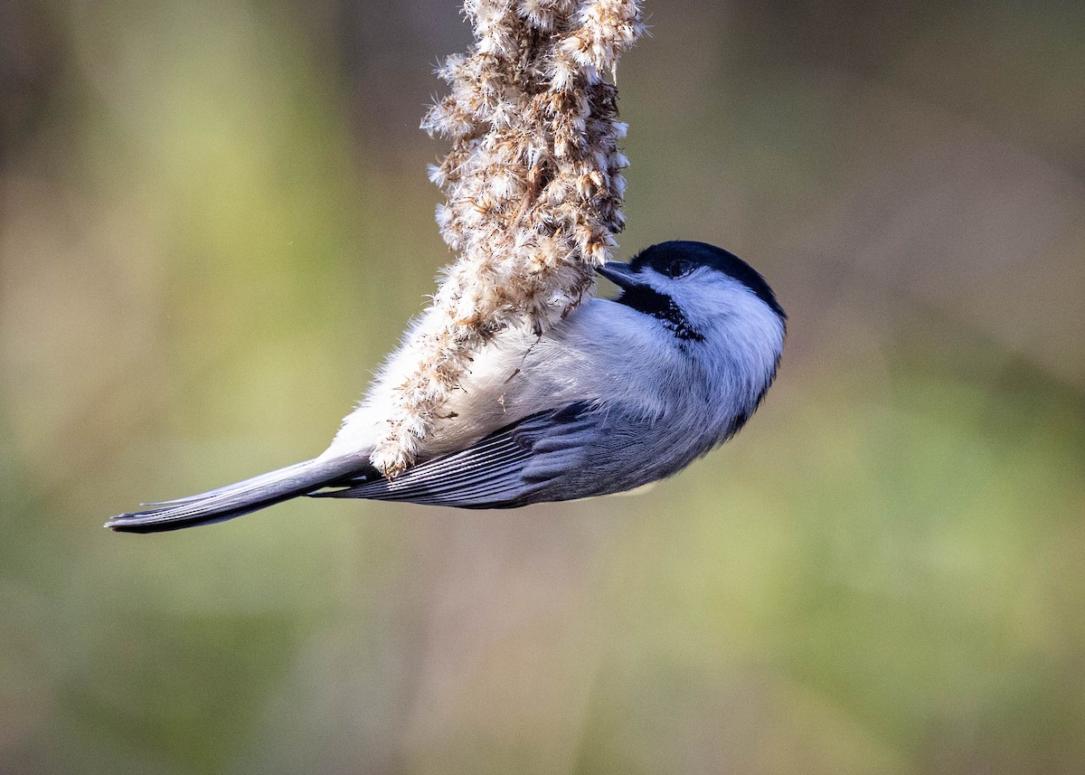 カロライナコガラ - ML645609998