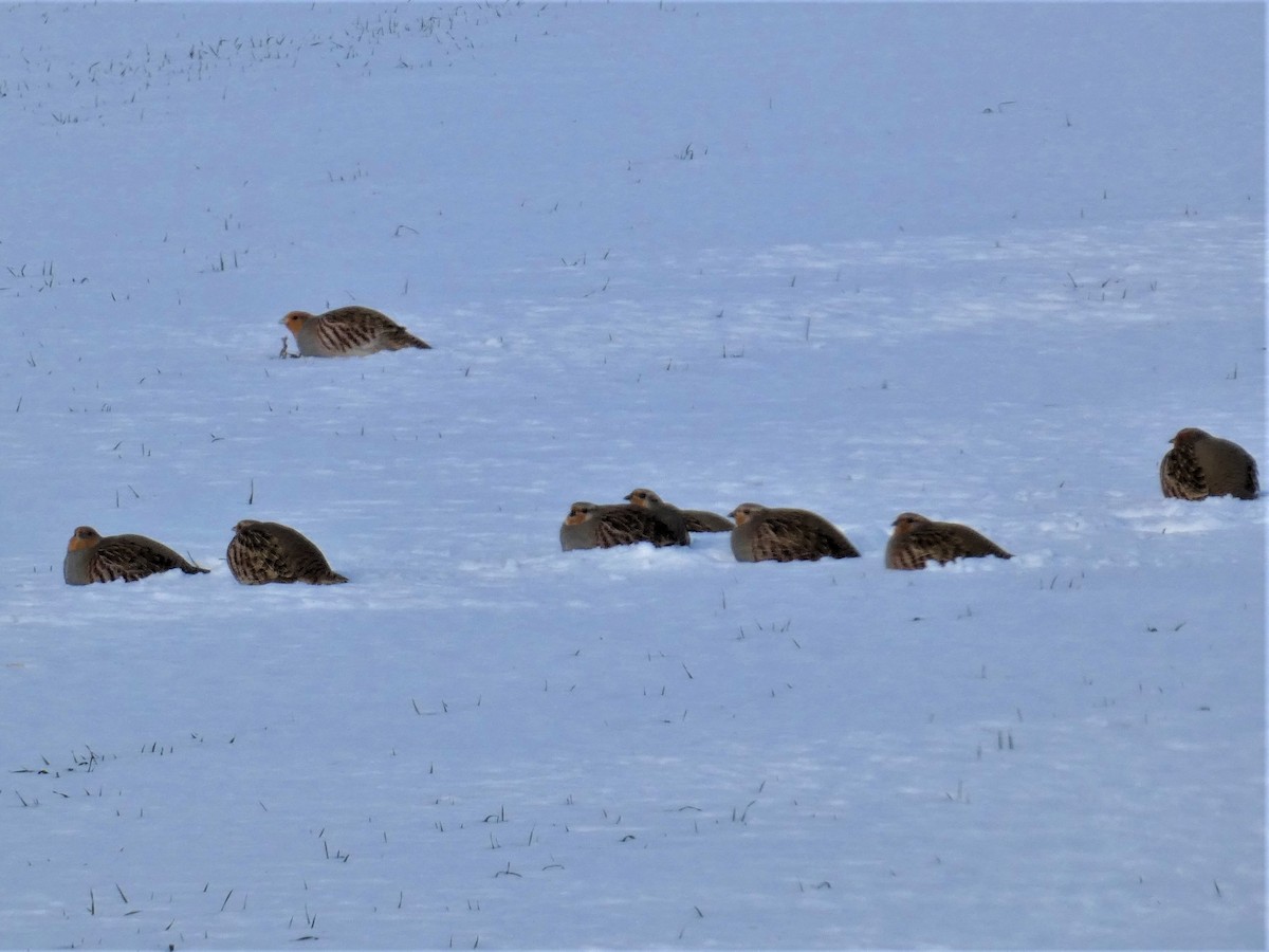 Gray Partridge - ML645609999