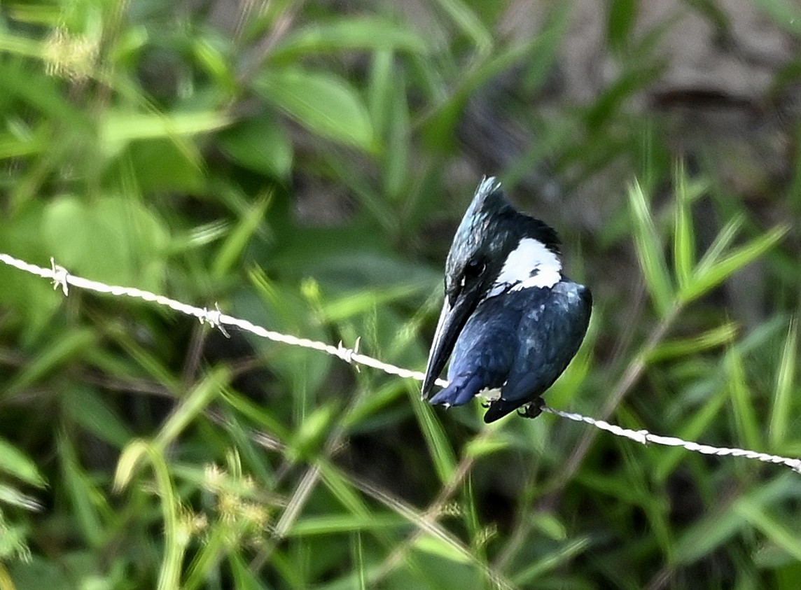 Amazon Kingfisher - ML645610000